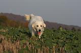 GOLDEN RETRIEVER 881